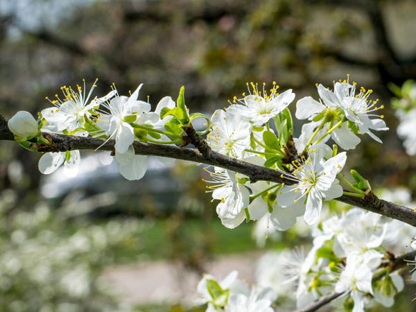 Plum blossom flowers