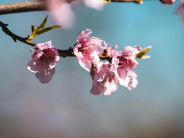 Plum blossom flowers