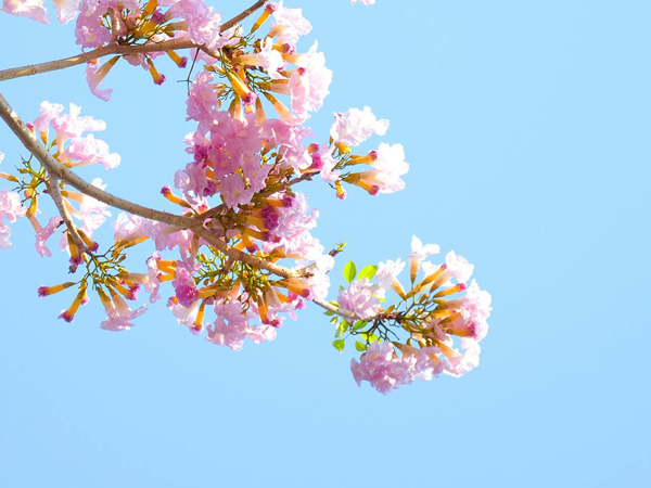 Plum blossom flowers