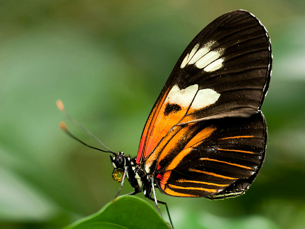 Black and orange butterfly on a green leaf