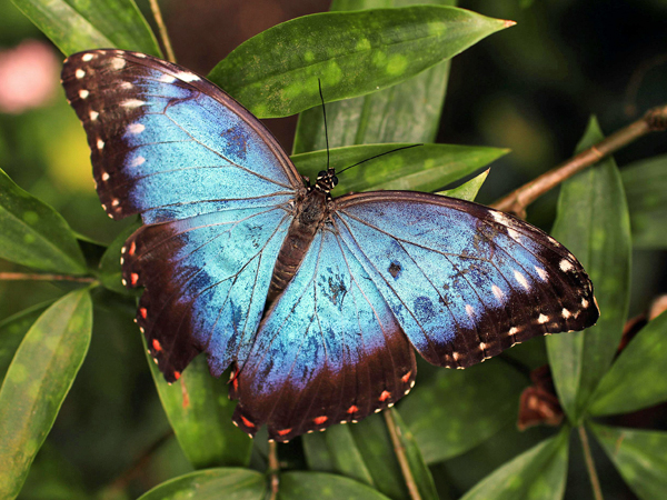 Blue butterfly on a green leaf