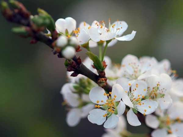 Plum blossom flowers