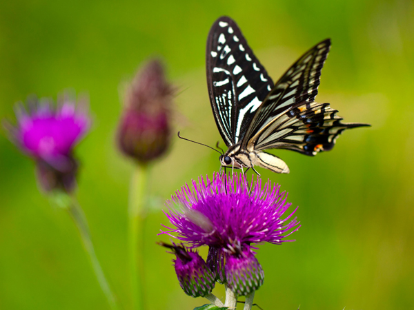 A butterfly on a purple flower