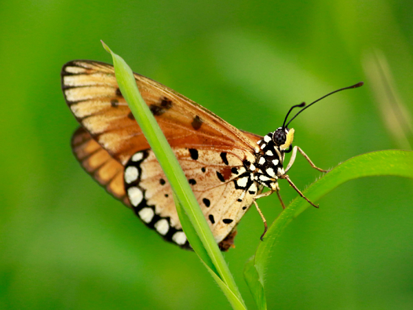 A brown butterfly on a green leaf