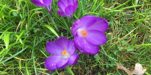 Photo of flowers